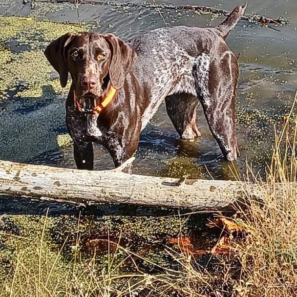 Unlisted Show Items 
Any unlisted Show Items!!! - Picture 4 of 14